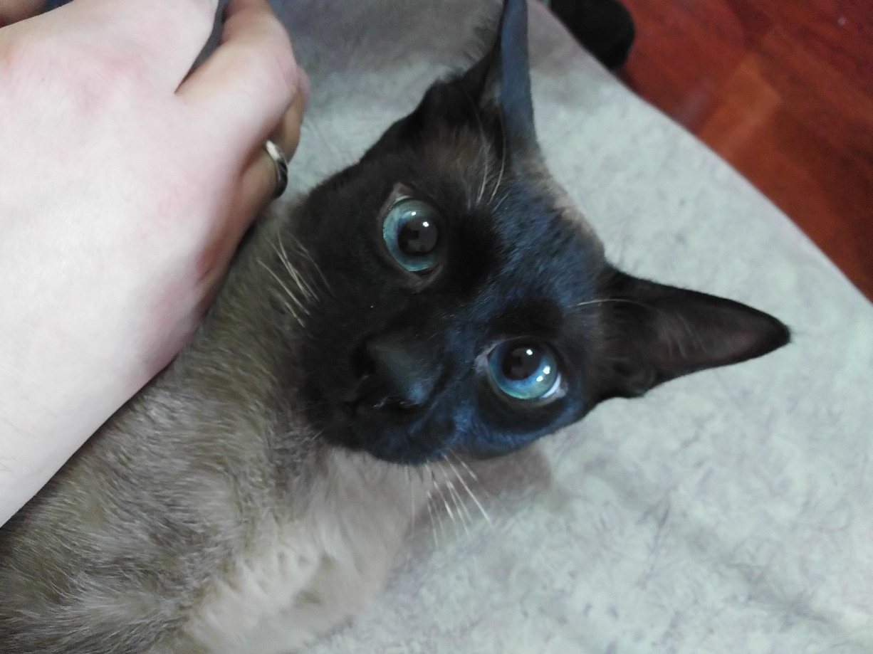 My cat BB