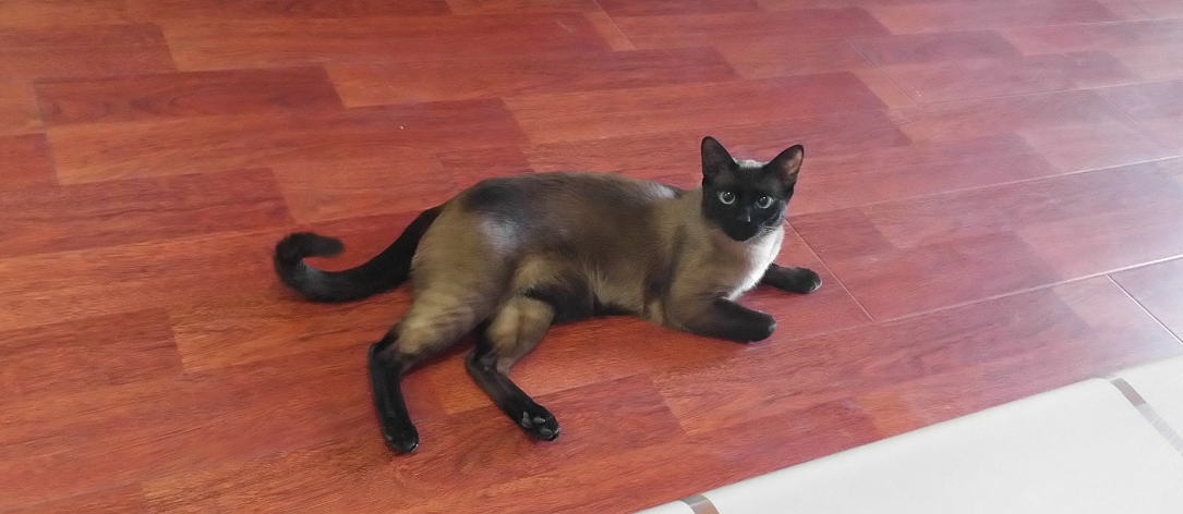 My cat BB