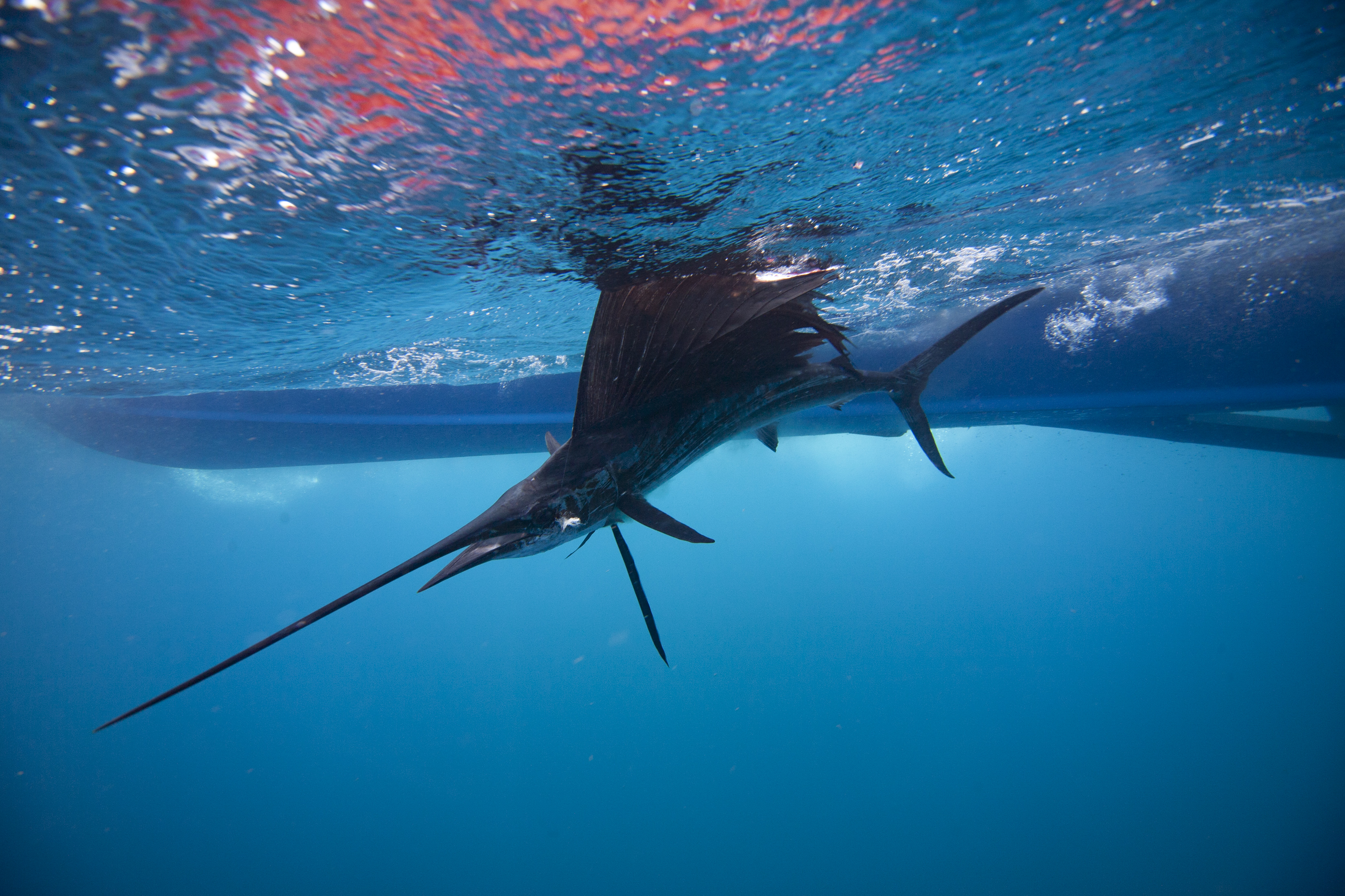 Big Rock Blue Marlin Tournament In Crystal Coast, NC