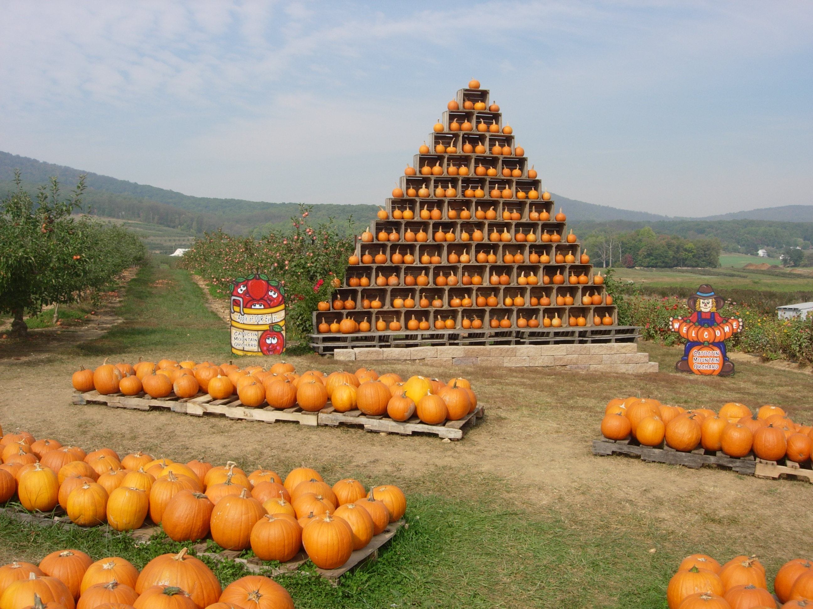 【Maton Cardiff】 ビクトリアンのフルーツスタンド Orchard Farms in Frederick, MD | Shop Fruit & Produce
