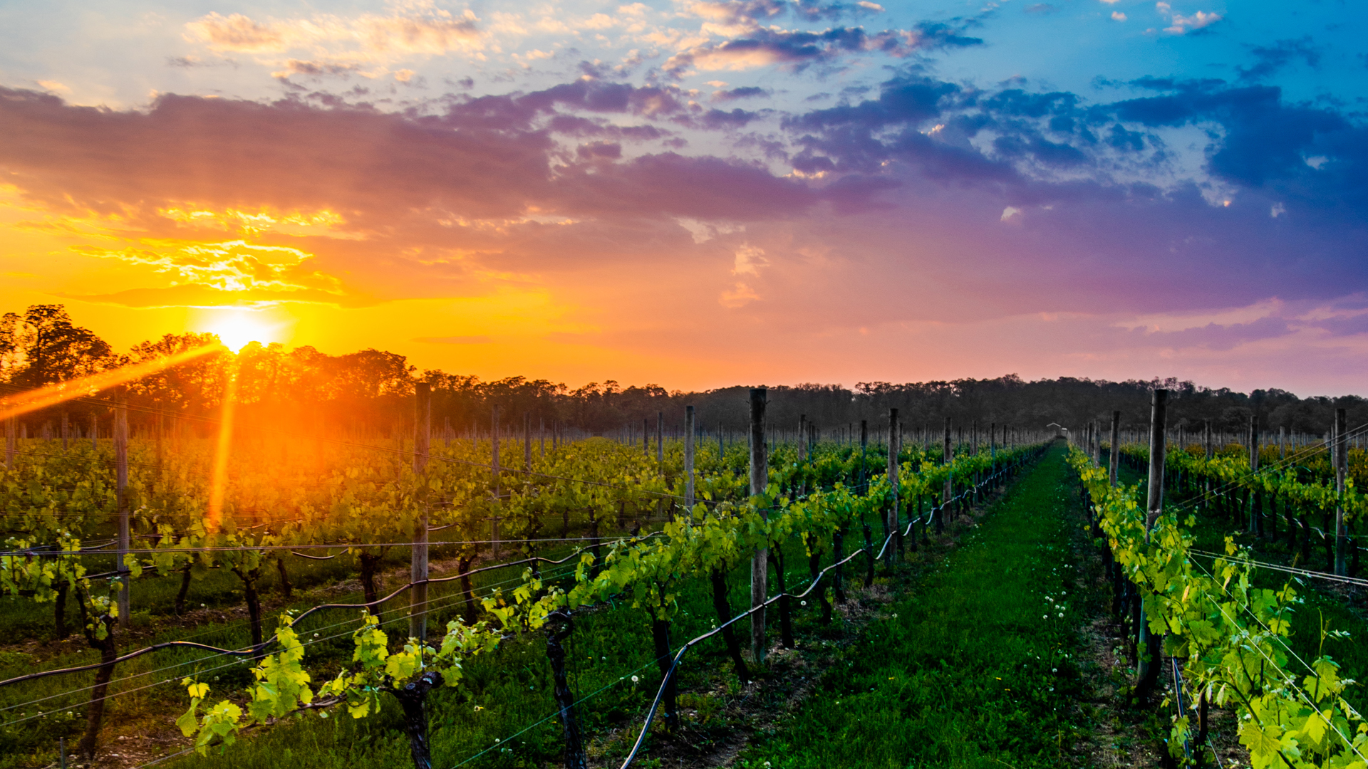 Plan a Long Island Wine Country Tour
