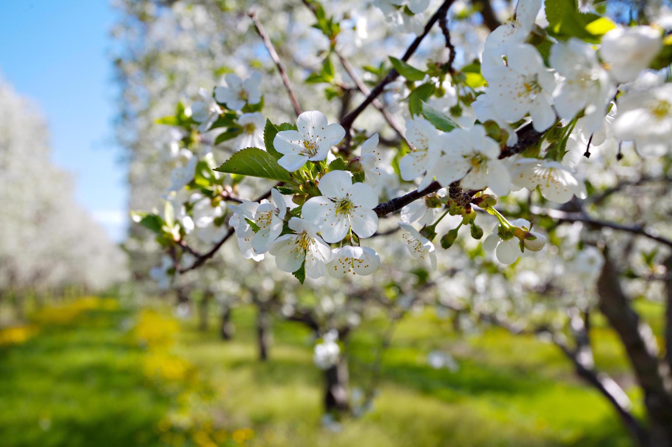 Traverse City Cherries | Farms, Restaurants & Festivals