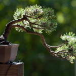 mugo pine in cascade