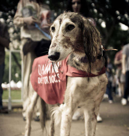 Zombie dog