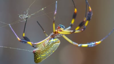Studying the Secrets Behind Spider Glue Tech Briefs