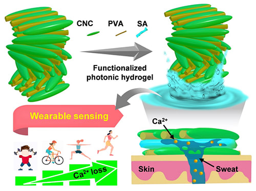 Flexible Sweat Sensor Based on Photonic Cellulose Nanocrystal - Medical ...
