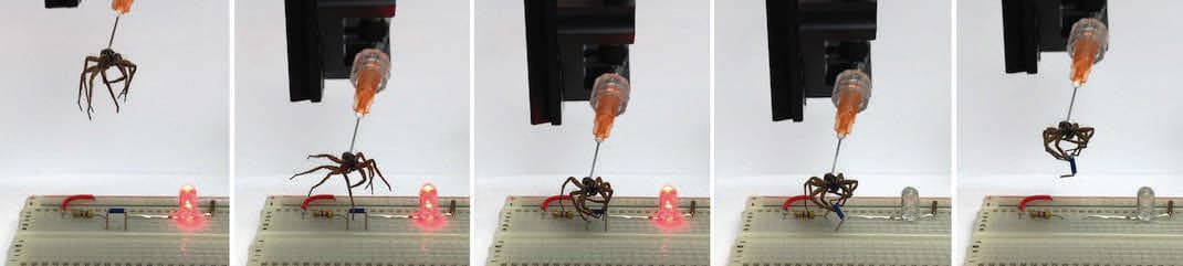 Getting a Grip with ‘Necrobotic’ Spiders Tech Briefs