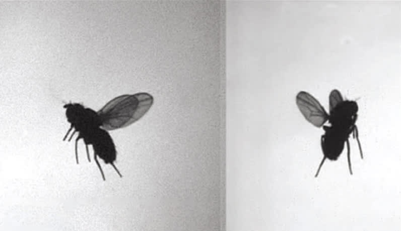 Next-generation cameras inspired by fruit flies and moths