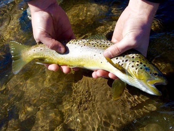 Angling in Uhl River in Barot