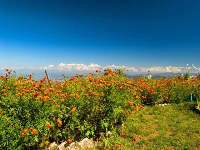 Spring flowers