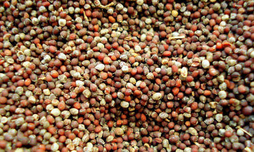 Mustard seeds