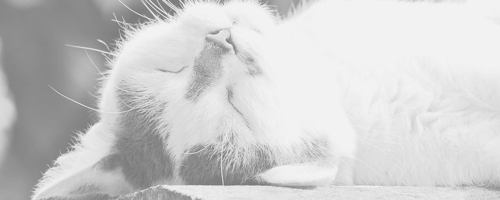 An Impurrfect History