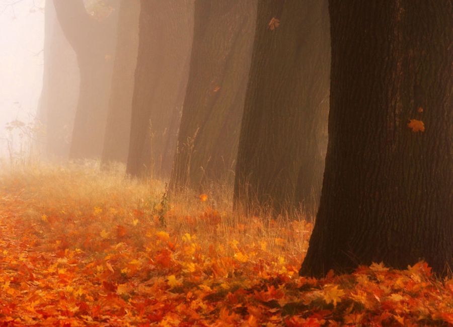 Bắt gặp con đường mùa thu đẹp như cổ tích ở xứ Ba Lan mộng mơ