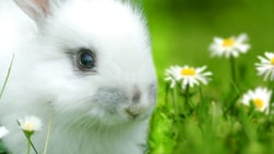 Ainmhithe Beaga Thart Orainn (OS)