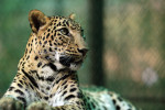 Telly Talk: Leopard spotting