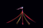 Stage: Barnum