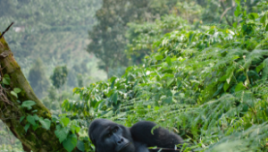 The Romantic Tourist - Uganda