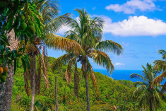 Calabash Tree House at Crystals