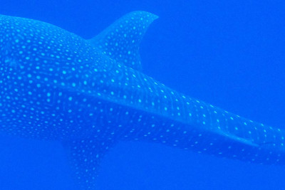 Snorkeling With Whale Sharks