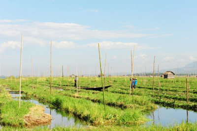 INN THAR TOMATO PLANTATION EXPERIENCE