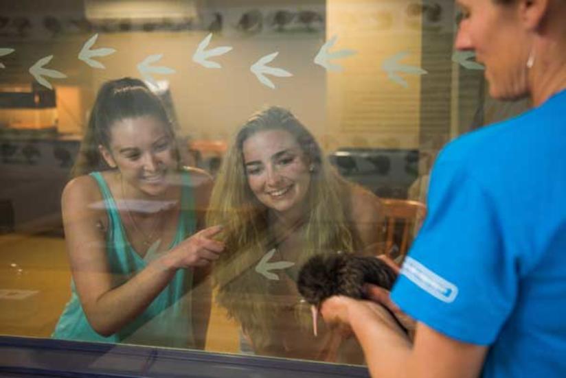 Kiwi Encounter, Rotorua