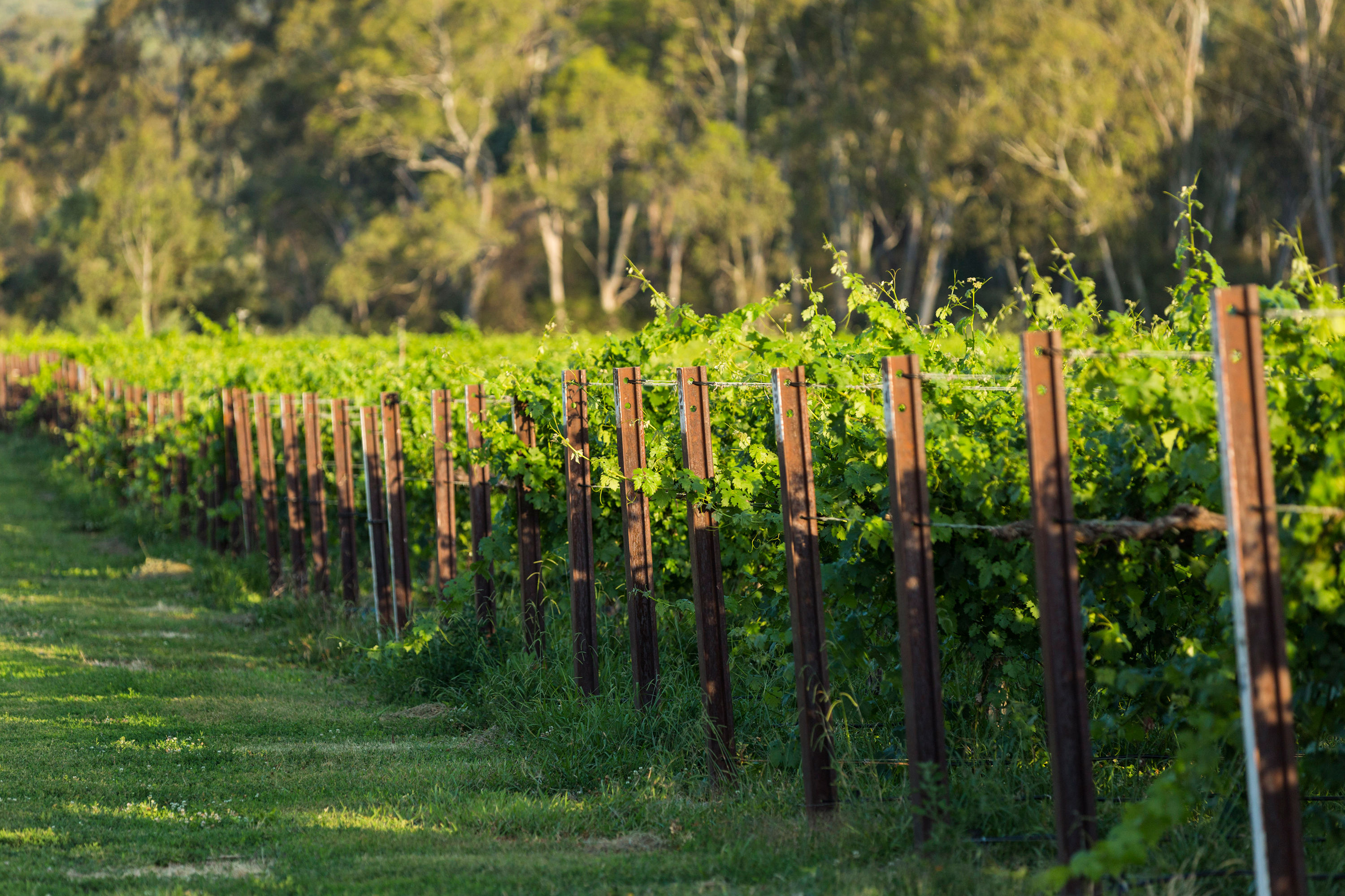 great-southern-wine-trail