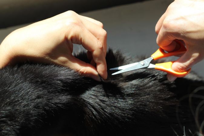 How to take a lock of your pet's fur and turn it into a keepsake
