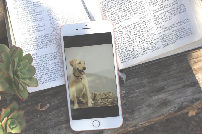 Plan a Christian pet memorial service: A do-it-yourself ...