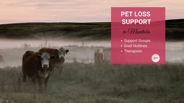 Manitoba pet loss therapists, support groups, and grief hotlines