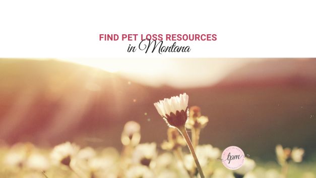 Montana pet loss therapists, support groups, and grief hotlines