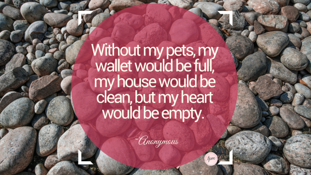 Without my pets, my wallet would be full