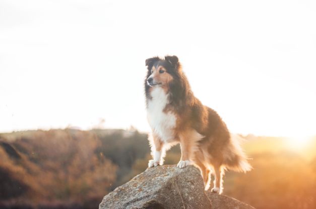 Take one great pet portrait: Tips for perfect photos