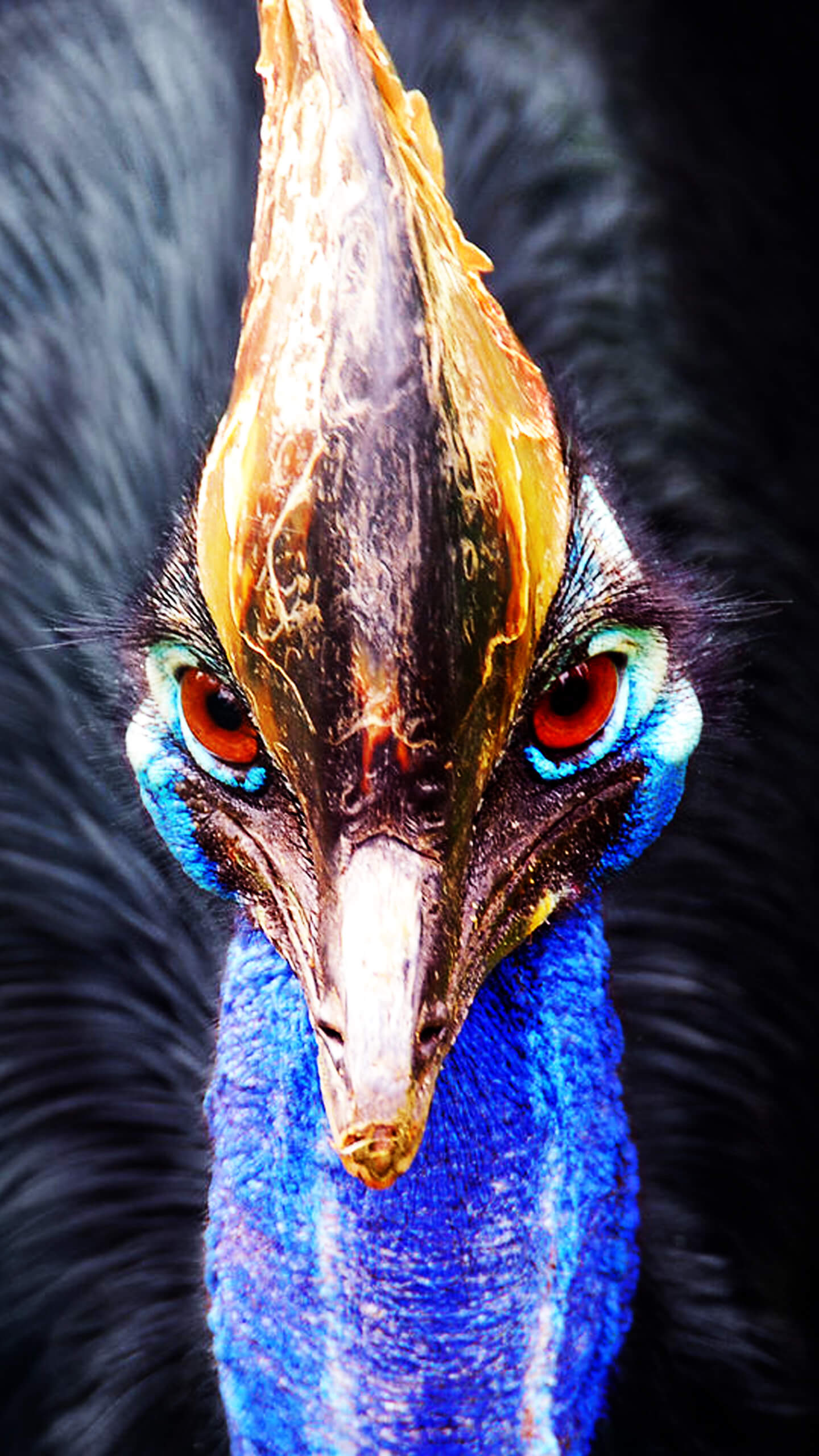 Southern Cassowaries are large, flightless birds in the ratite group, which includes other birds like emus and ostriches. They are the third tallest and second heaviest birds in the world, measuring in at up to around 6 feet tall and 120 pounds. They can use their long, powerful legs to run over 30 mph and jump 5 feet high!
Cassowary eggs are some of the most brilliant eggs in the bird kingdom. They range in color from a bright emerald green to a pale teal or blue color.
The eggs are up to 5.5 inches across, the third largest in the world. The eggs are tended by the male cassowary, and the female leaves to mate with other males and produce more eggs.