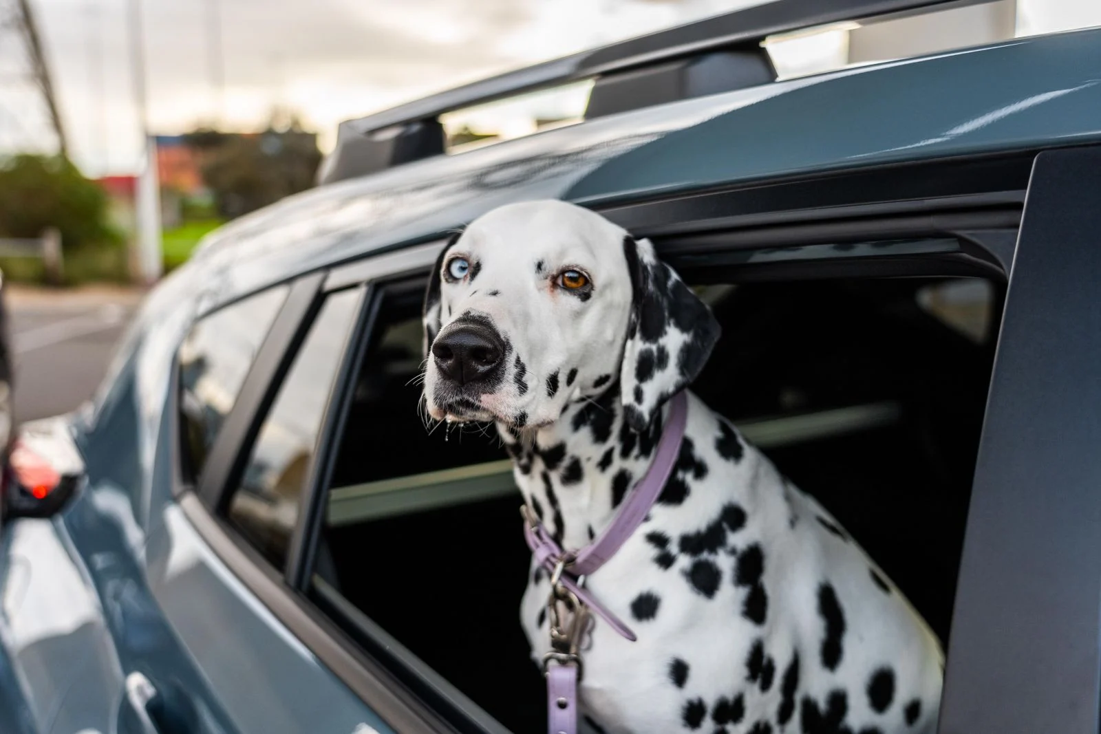 Can i put my dog in the front seat online