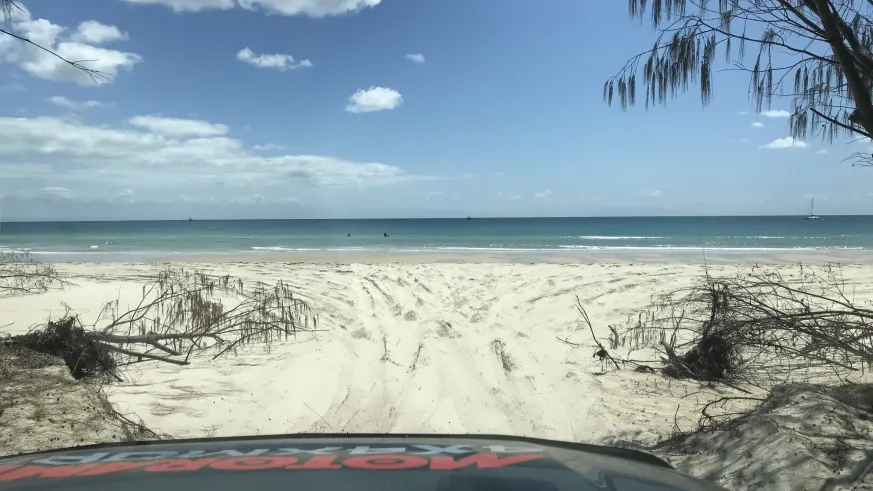 Spotting Wildlife on the Beach featured image