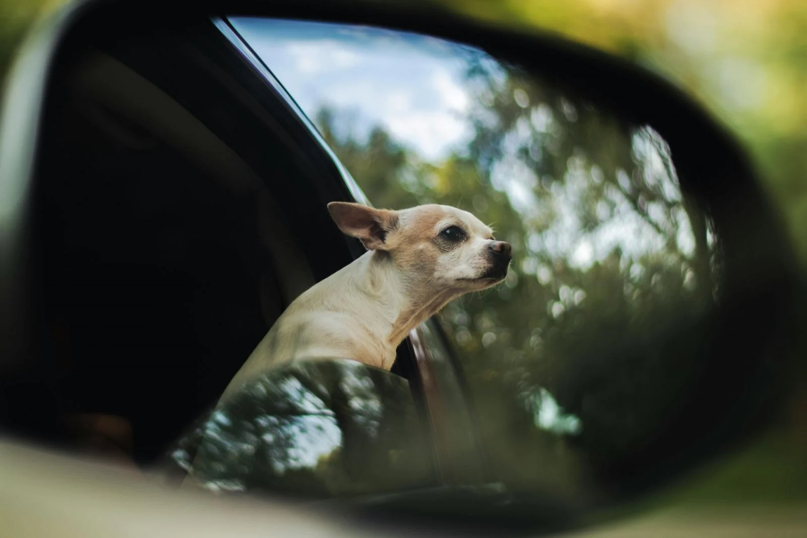 Travel Safely with Your Furry Friend Pet Car Safety Laws Across Australia Tynan Motors
