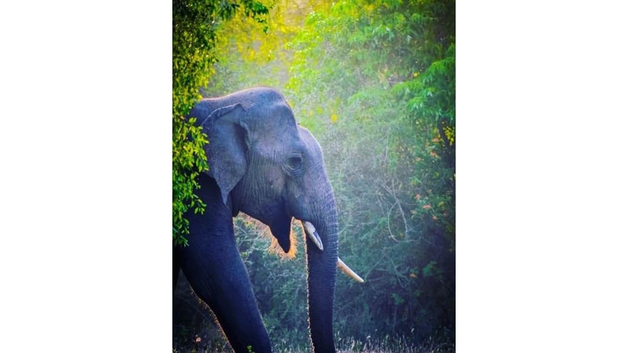 Elephant in Galle