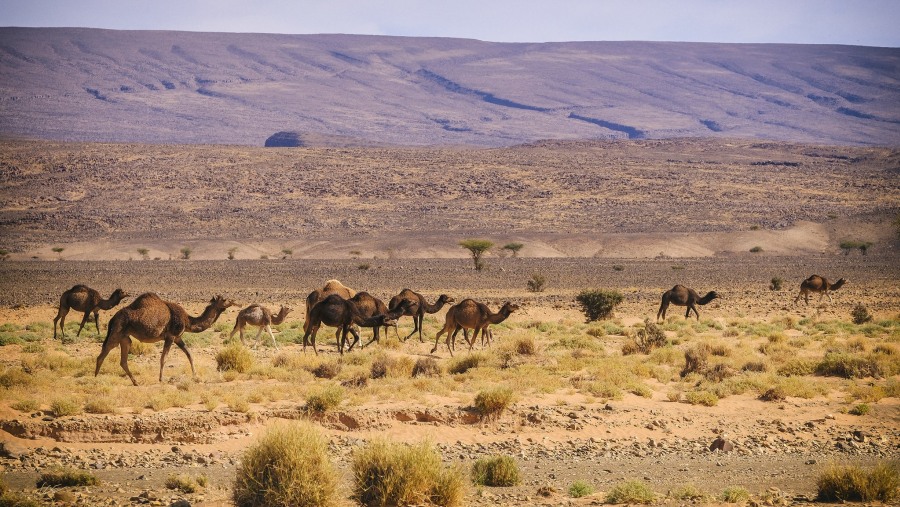 See Wild Camels