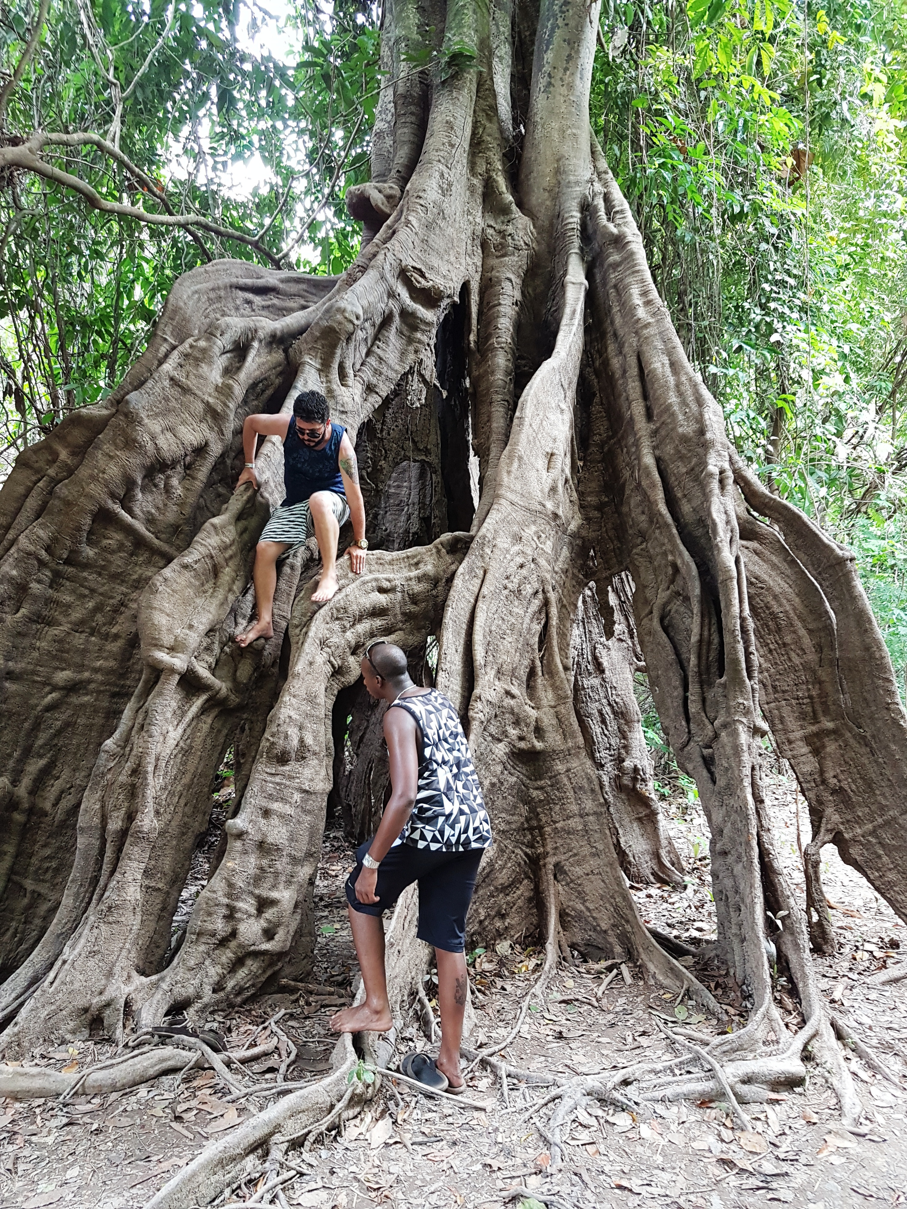 Tourists Climbing a Tree in the Jungle