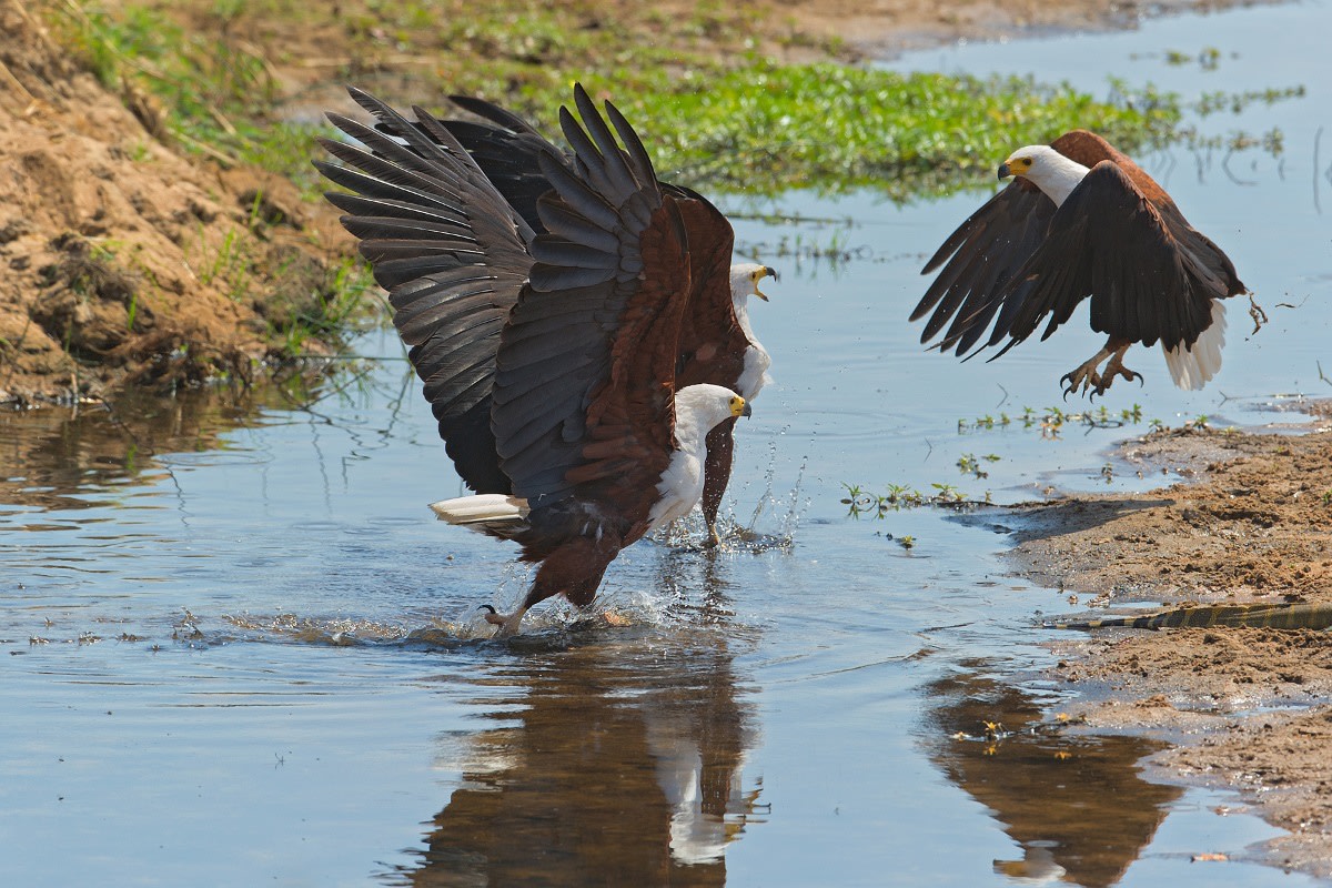 Nyerere national park