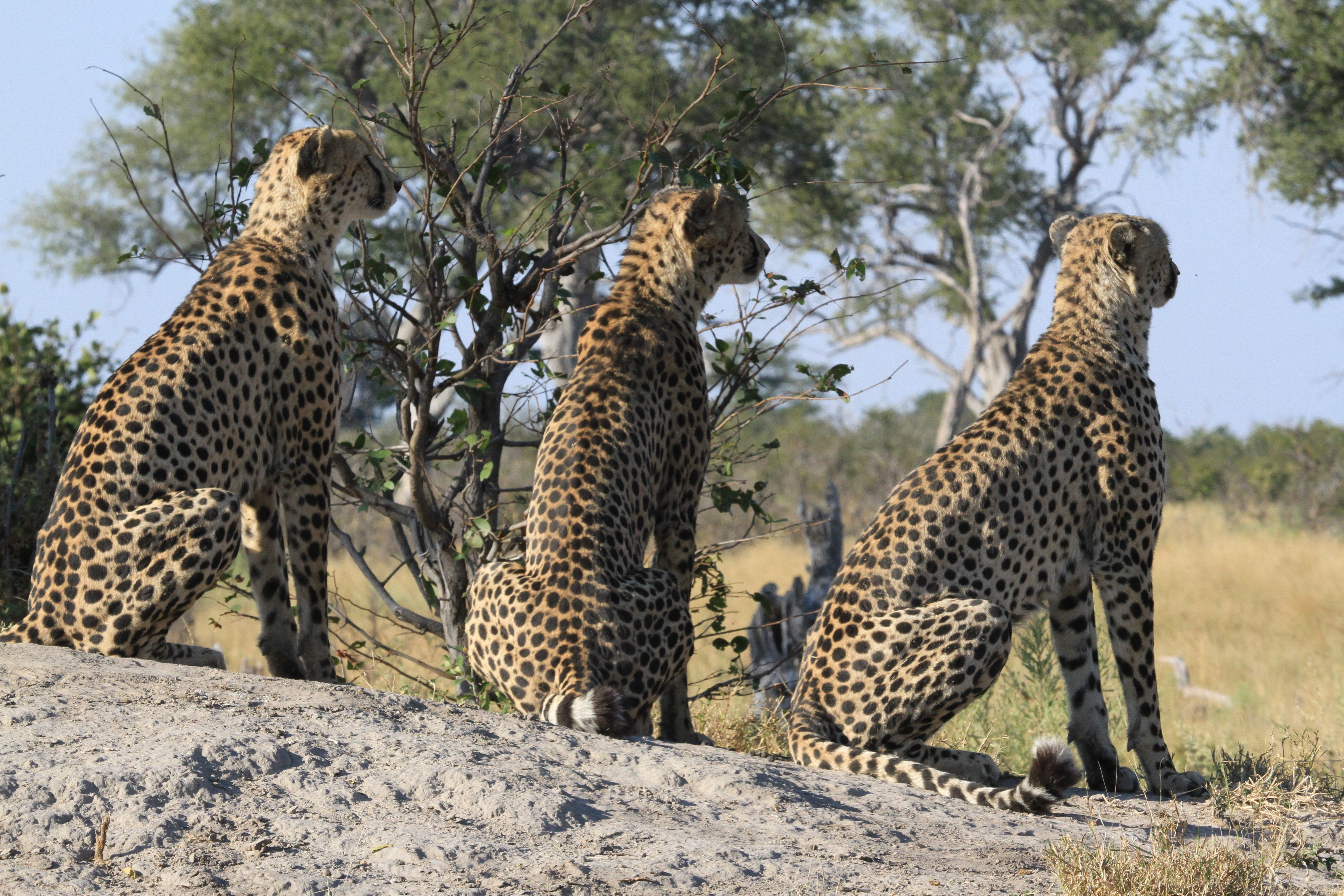 Cheetahs in the wild