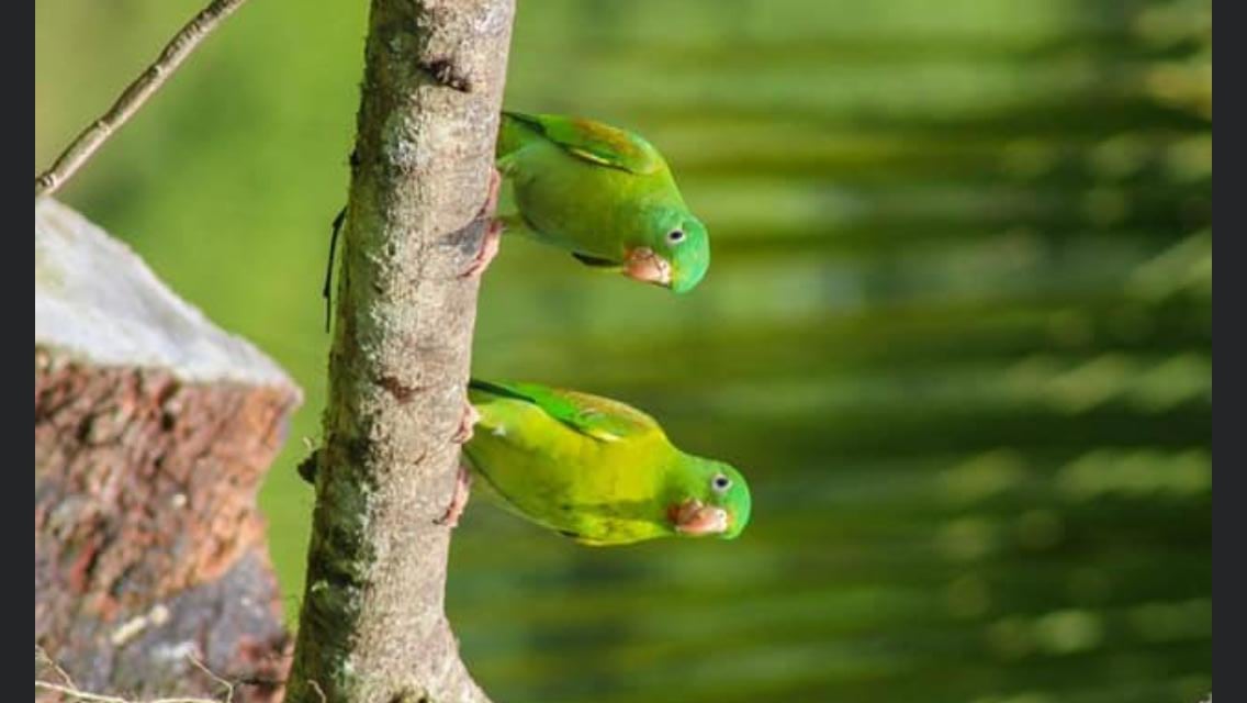 Orange-chinned Parakeet