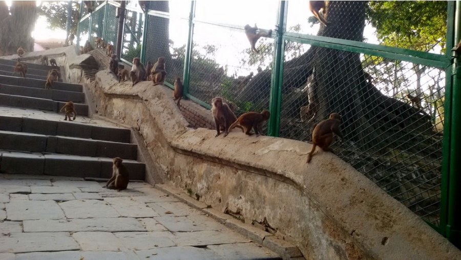 Monkeys in Pashupatinath Temple, Kathmandu