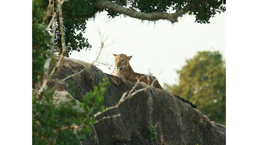 Yala National Park