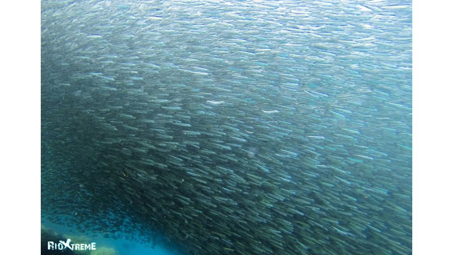 school of fish 