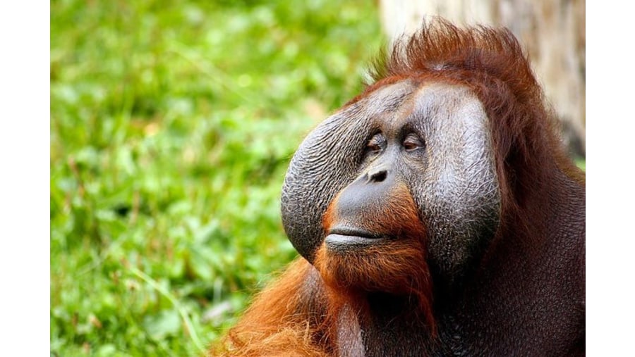 Spot Orangutans in Orang Utan Island