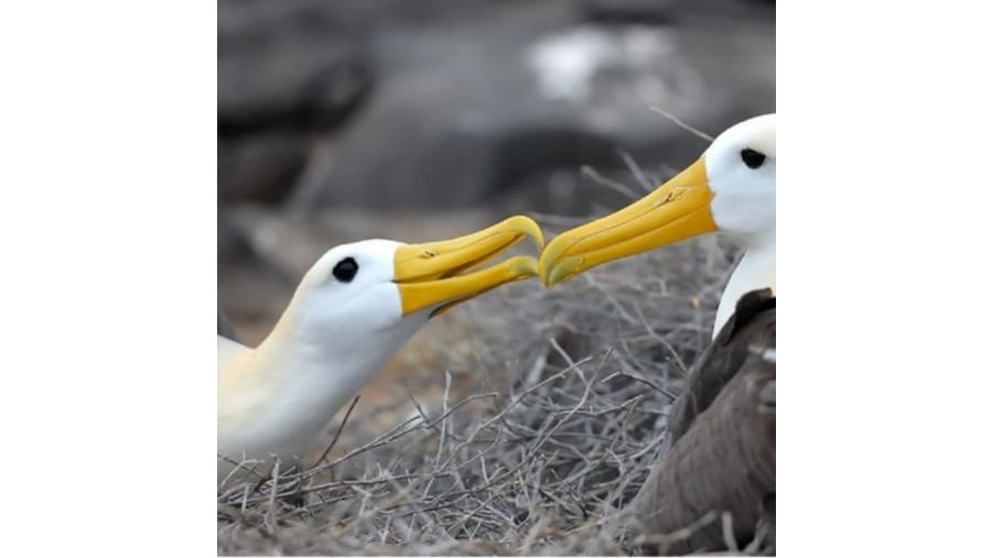 Albatrosses bird in the Espanola Islands