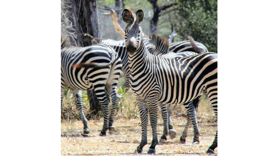 Zebras at Mikumi National Park