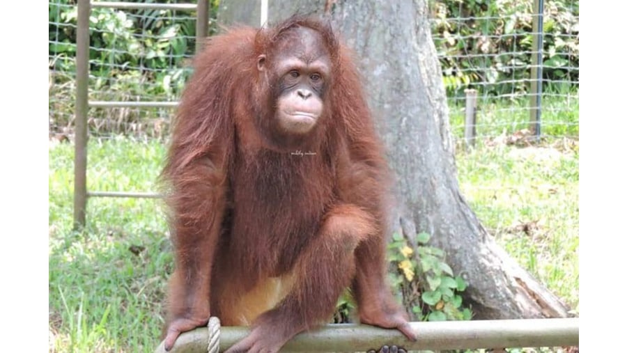 Orangutan