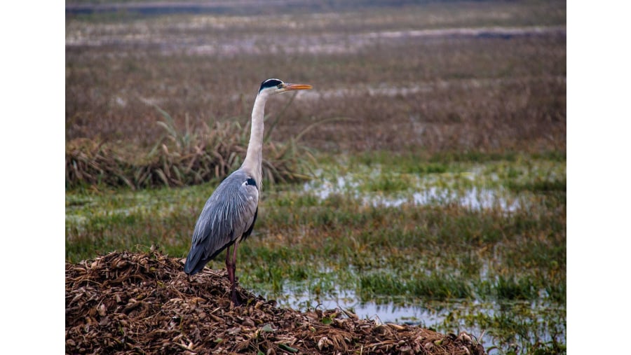 Great blue heron